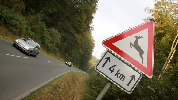 W&auml;hrend der Paarungszeit von Rehen ist besondere Vorsicht geboten. - &copy; David Schellenberg