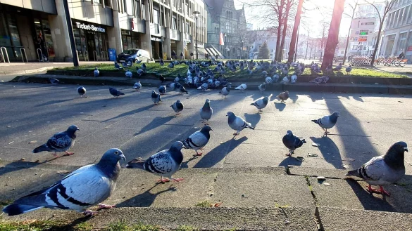 Am Niederwall gegen&uuml;ber der Sparkasse wird t&auml;glich gef&uuml;ttert - diese City-Tauben sollen immer weiter Richtung S&uuml;den und damit aus aus der Innenstadt gelockt werden. - &copy; Kurt Ehmke