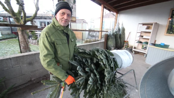 Der Hohenhauser G&auml;rtnermeister Ulrich Reineke schiebt einen Weihnachtsbaum durch die Verpackungsr&ouml;hre. - &copy; Jens Rademacher