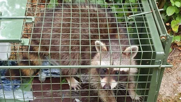 Plage: Mehr als 3000 Waschb&auml;ren wurden im vergangenen Jagdjahr in Lippe erlegt. - &copy; Andreas Wolf