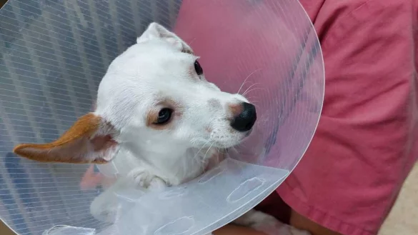 Hund "Bella" hat ein schweres Schicksal. - &copy; Tierheim Bad Salzuflen