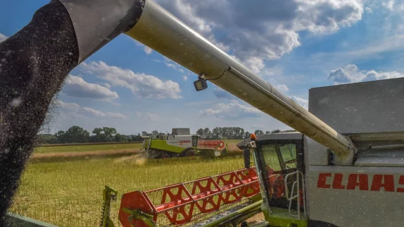 Die diesj&auml;hrige Getreide- und Rapsernte fiel erfreulicher aus als angesichts der Trockenheit zu erwarten war. - &copy; Florian Pottkamp