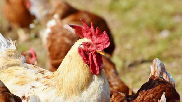 In einem Lemgoer Betrieb ist die Gefl&uuml;gelpest nachgewiesen worden. - &copy; Symbolbild: Pixabay