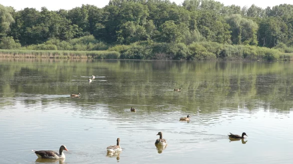Da war die Welt am Norderteich noch in Ordnung - doch die Idylle aus dem Jahr 2014 ist Vergangenheit. Wie sie wiederhergestellt werdne soll, dar&uuml;ber streiten sich die Geister. - &copy; Archivfoto: Manfred Brinkmeier