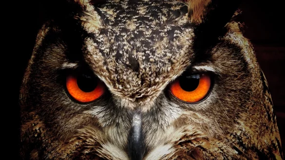 Eulen wieder aufbauen: Unfreiwillig komisch werden manche englischsprachige Projektbezeichnungen, wenn man sie ins Deutsche &uuml;bersetzt. - &copy; Symbolbild Pixabay