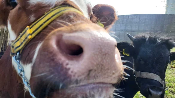 Lieblingsspeise Bananen: die beiden Kühe Luise (vorn) und Leonie, die beide für die Schlachtung bestimmt waren, genießen ihr Leben. - © Sylvia Frevert