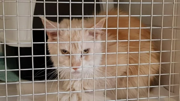 Immer wieder landen auch kranke Tiere als Notfälle in den Tierheimen - so wie diese Katze im Tierheim Eichenhof in Vlotho. - © Tierheim Eichenhof