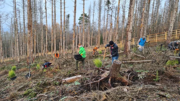16 B&uuml;rger nehmen an der Baumpflanzaktion der Stadt Lemgo im Stadtwald teil. - &copy; Nadine Uphoff