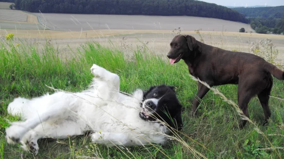 Wer mehr als einen Hund in Barntrup hat, muss k&uuml;nftig bei der Steuer draufzahlen. - &copy; Archivfoto: Sylvia Frevert