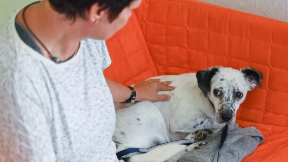 Manche Tiere reagieren besonders &auml;ngstlich, wenn sie Feuerwerk h&ouml;ren. Statt sie zu bemitleiden, sollten Tierhalter m&ouml;glichst f&uuml;r eine entspannte Atmosph&auml;re sorgen und Spielerituale integrieren. - &copy; Symbolfoto: dpa/Patrick Pleul