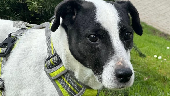 Rocky hat sein Zuhause verloren und sucht nun ein neues. - &copy; Tierheim Detmold