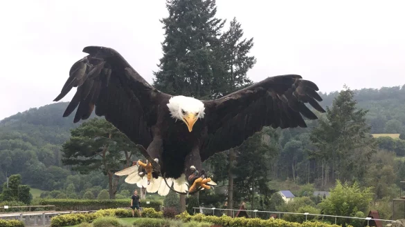 Im Anflug auf die Adlerwarte: Weißkopfseeadler "Donald". - © Martin Hostert