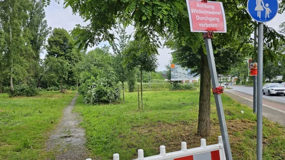 An der Alten Burg haben Spazierg&auml;nger und Radfahrer ein oder zwei Wildschweine gesehen. Die Beschreibungen waren sehr unterschiedlich. Der Weg wurde vorsichtshalber gesperrt. - &copy; Astrid Sewing