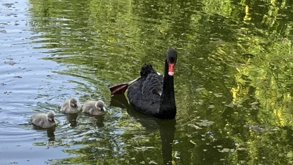 Das Schwanenpaar auf dem Detmolder Burggraben hat Nachwuchs bekommen: drei niedliche Jungtiere. - &copy; Cordula Gr&ouml;ne