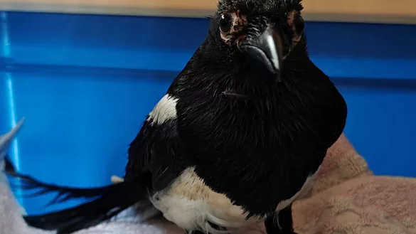 Das Tier kann kaum fliegen. - &copy; NW