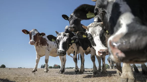 Durch Hitze und Feuchtigkeit werden Nutztiere weniger produktiv. - &copy; Jan Woitas