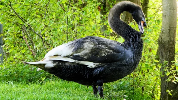 Umweltskandal in Bielefeld. Das Tier versucht vergeblich, sich zu putzen. - &copy; Christoph Jahn