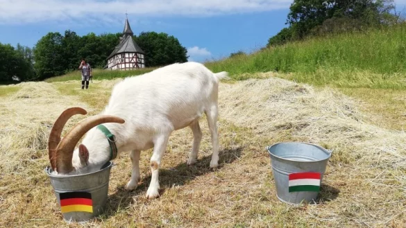 Ziegenbock Varus hat 2021 sein Gesp&uuml;r f&uuml;r den Ballsport bewiesen. Er prognostizierte den Sieg der deutschen Nationalelf &uuml;ber den Gegner Ungarn in der Vorrunde. - &copy; Archivfoto: Freilichtmuseum Detmold