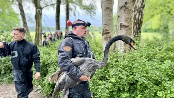 Die Tierretter Dustin Tanarilla (l.) und Stefan Br&ouml;ckling nach dem Einsatz. Der landesweit aktive Br&ouml;ckling tr&auml;gt den Schwan zur Transportbox. - &copy; Stefan Becker