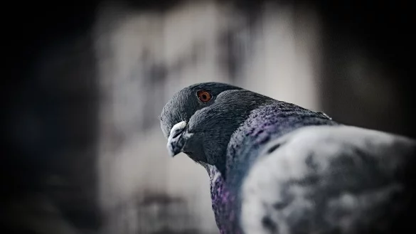 - &copy; Symbolbild: Pixabay