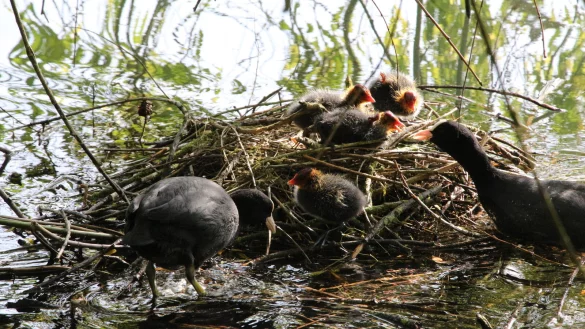 Unter der Trauerweide am Kurparksee liegt das Nest eines Bl&auml;sshuhnp&auml;rchens und ihren vier K&uuml;ken. - &copy; Freya K&ouml;hring