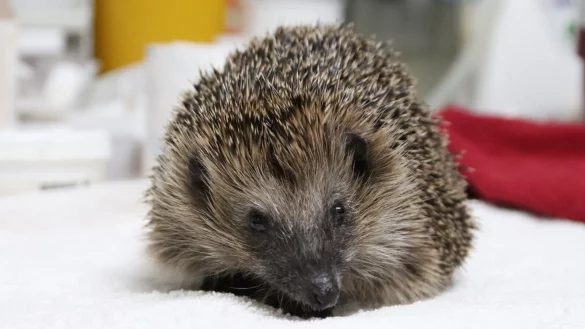 Das Igelm&auml;dchen haben die Helferinnen der Igelstation Herford Joy getauft. Mit ihr haben Kinder vor einer Grundschule Fu&szlig;ball gespielt. - &copy; Susanne Blersch