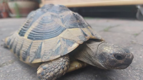 Die griechische Landschildkr&ouml;te "Mauritius" scheint das Abenteuer zu lieben: Seit ihrer R&uuml;ckkehr vor gut einer Woche, ist sie bereits wieder ausgeb&uuml;xt und in der Nachbarschaft unterwegs gewesen. - &copy; Michaela Wei&szlig;e