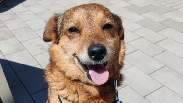 Das Detmolder Tierheim bittet die B&uuml;rger um Mithilfe bei der Suche nach Mischlingsh&uuml;ndin Estrella. - &copy; Tierheim Detmold