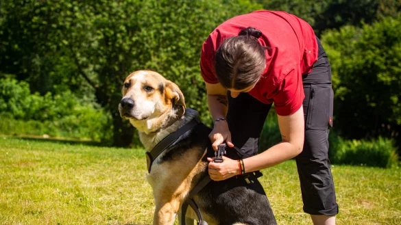 Wenn neue Besitzer ihren Tierheim-Hund in den heimischen Garten entlassen, sollte dieser dabei stets ein Geschirr oder Halsband tragen und angeleint sein. Tierpflegerin Jessica Dey zeigt das Vorgehen an Mischlingshund Bronco. - &copy; Raphael Bartling