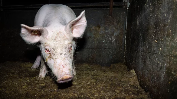 Entzündete Augen, schlechter Zustand: Nicht immer ist die Tierhaltung in Mastbetrieben und Co. gut. Tierschützer decken immer wieder teils massive Verstöße auf. Wie hier in einem Betrieb in OWL. - © Deutsches Tierschutzbüro