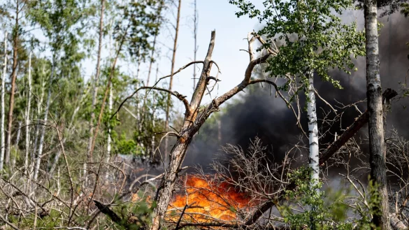 Flammen schlagen in einem Waldstück nahe Jüterbog in die Höhe. Auch in OWL gab es bereits die ersten Waldbrände. - © Fabian Sommer/dpa