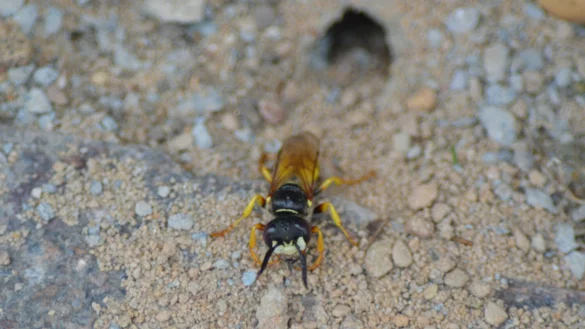 In der Kramerstra&szlig;e: Der Bienenwolf tr&auml;gt kleine Sandk&ouml;rner aus dem Erdnest heraus. - &copy; BUND Lemgo
