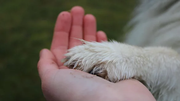 Bei der Tierkommunikation soll es darum gehen, das Verh&auml;ltnis zwischen Mensch und Tier im telepathischen Austausch zu verbessern. - &copy; Symbolbild Pixabay