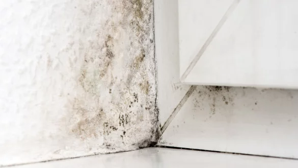 Nach dem Hochwasser kann es in vielen H&auml;usern in Kl&uuml;t zu Schimmelbelastung kommen. Bleibt diese unentdeckt, k&ouml;nnte das wiederum gesundheitliche Folgen f&uuml;r die Betroffenen haben. - &copy; Andrea Warnecke/dpa