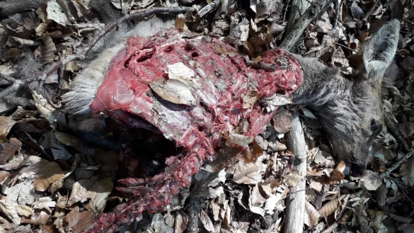 Ein Hund hat dieses Tier im Wald gerissen. - &copy; Stadt Bad Salzuflen