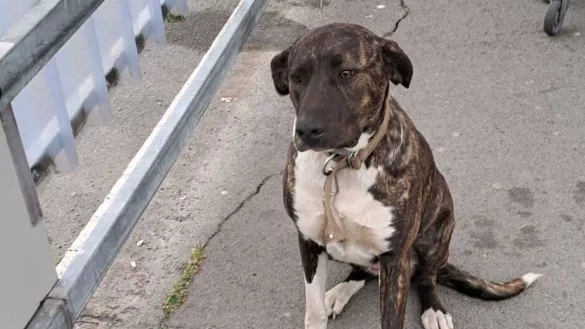 Die H&uuml;ndin scheint noch nicht einmal f&uuml;nf Jahre alt zu sein. - &copy; Marktkauf