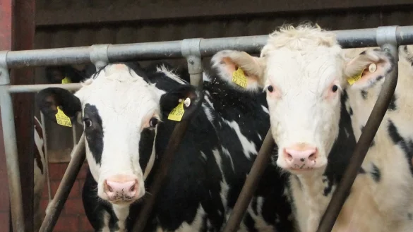 Lebende Milchtanks: Den K&uuml;hen auf dem Hof scheint es gut zu gehen. - &copy; Axel B&uuml;rger