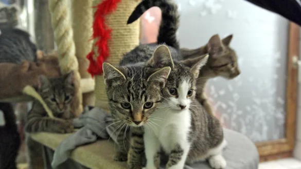 Freilaufende Katzen m&uuml;ssen in Lippe bald kastriert werden. - &copy; Vera Gerstendorf-Welle