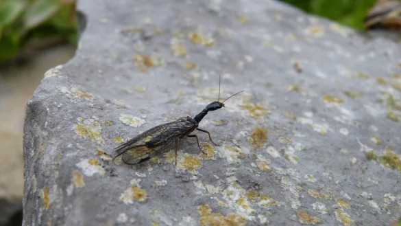 Eher unbekannt ist die Kamelhalsfliege laut Angaben des NABU. Ein Grund sei, dass der Mensch sie eher selten zu Gesicht bekommt. - &copy; Ewald Thies/NABU Leopoldsh&ouml;he