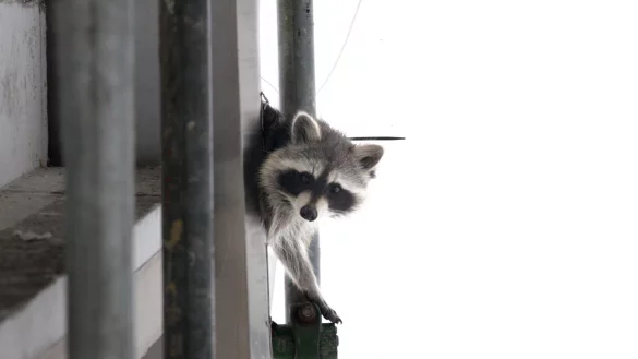 Kletterk&uuml;nstler: Waschb&auml;ren f&uuml;hlen sich zunehmend in St&auml;dten wohl. Das f&uuml;hrt zu Problemen. - &copy; Alexandra Buck