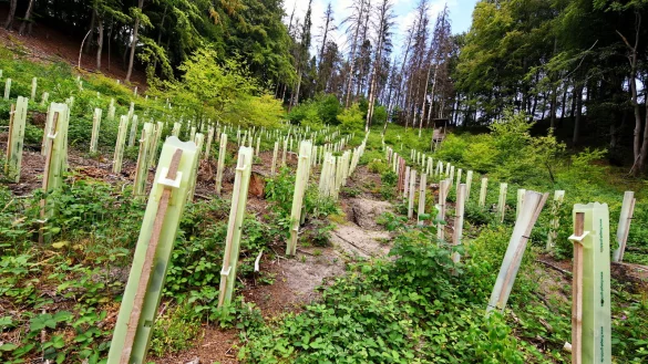 Die Stadt setzt bei der Aufforstung auf unterschiedliche Baumarten. - &copy; Barbara Franke