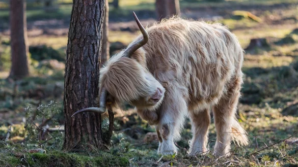 Ein schottisches Hochlandrind in der Wistinghauser Senne. Solche Tiere sollen demnächst auch in Müssen angesiedelt werden. Sie sollen den Erhalt der Artenvielfalt sichern. - © Daniel Behre