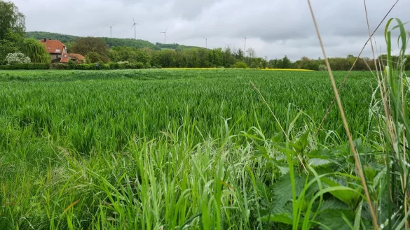 Auf diesem Feld am Schürenbreder Weg, ganz in der Nähe des Schulzentrums, könnte ein neues Baugebiet in Hohenhausen entstehen. - © Nadine Uphoff