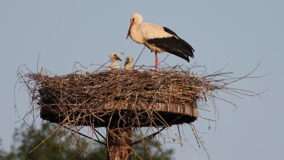 Nachwuchs im Brakelsieker Storchennest - © Jürgen Koch