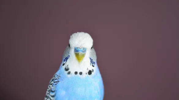 Dem Malteser Hilfsdienst ist zuletzt ein Wellensittich zugeflogen. Jetzt wird dessen Besitzer gesucht. - © Symbolbild Pixabay