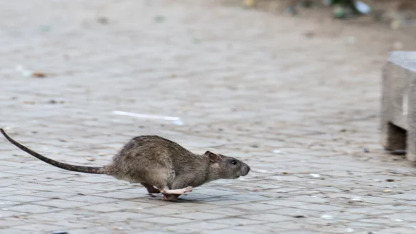 Eine Ratte l&auml;uft, aufgeschreckt durch die Aufr&auml;umabeiten der Stadtreinigung, am helllichten Tag &uuml;ber die Stra&szlig;e. Auch in Paderborn werden die Nager bei Bauarbeiten h&auml;ufiger gesichtet. - &copy; Bernd Von Jutrczenka / dpa (Themenbild)