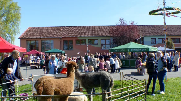 Alpakas sorgen beim Maifest in Lothe f&uuml;r gute Stimmung. - &copy; Rudi Rudolph