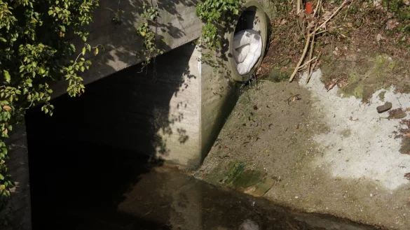 Eine &Ouml;lsperre hielt zu Beginn des Jahres &uuml;ber dem Siekbach am Ende des Kanalrohrs die &ouml;lige Substanz auf. - &copy; Dieter Scholz