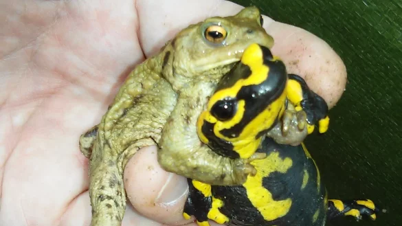 Ungez&auml;hlte Kr&ouml;ten und Lurche werden Fangz&auml;unen vor dem Stra&szlig;entod gerettet. - &copy; Kreis Lippe