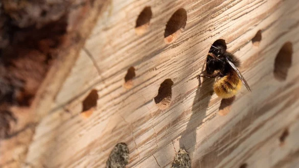 Bienen und andere Insekten k&ouml;nnen es sich hier gem&uuml;tlich machen. - &copy; Symbolbild: Pixabay